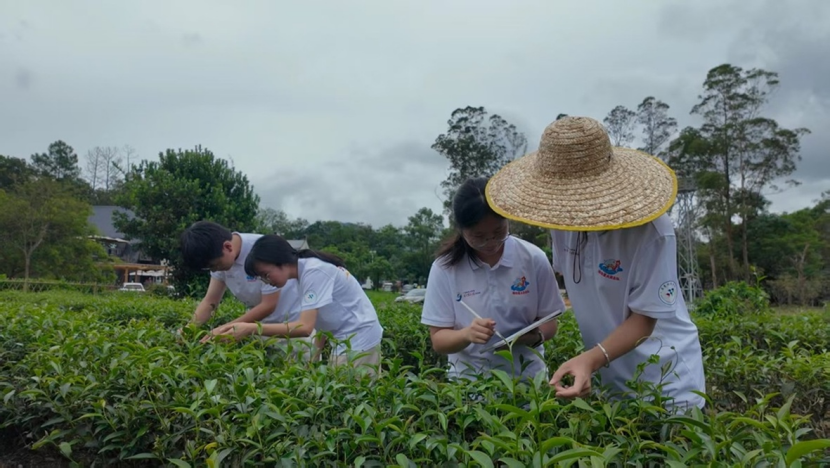 突击队队员在茶园开展实地调研记录