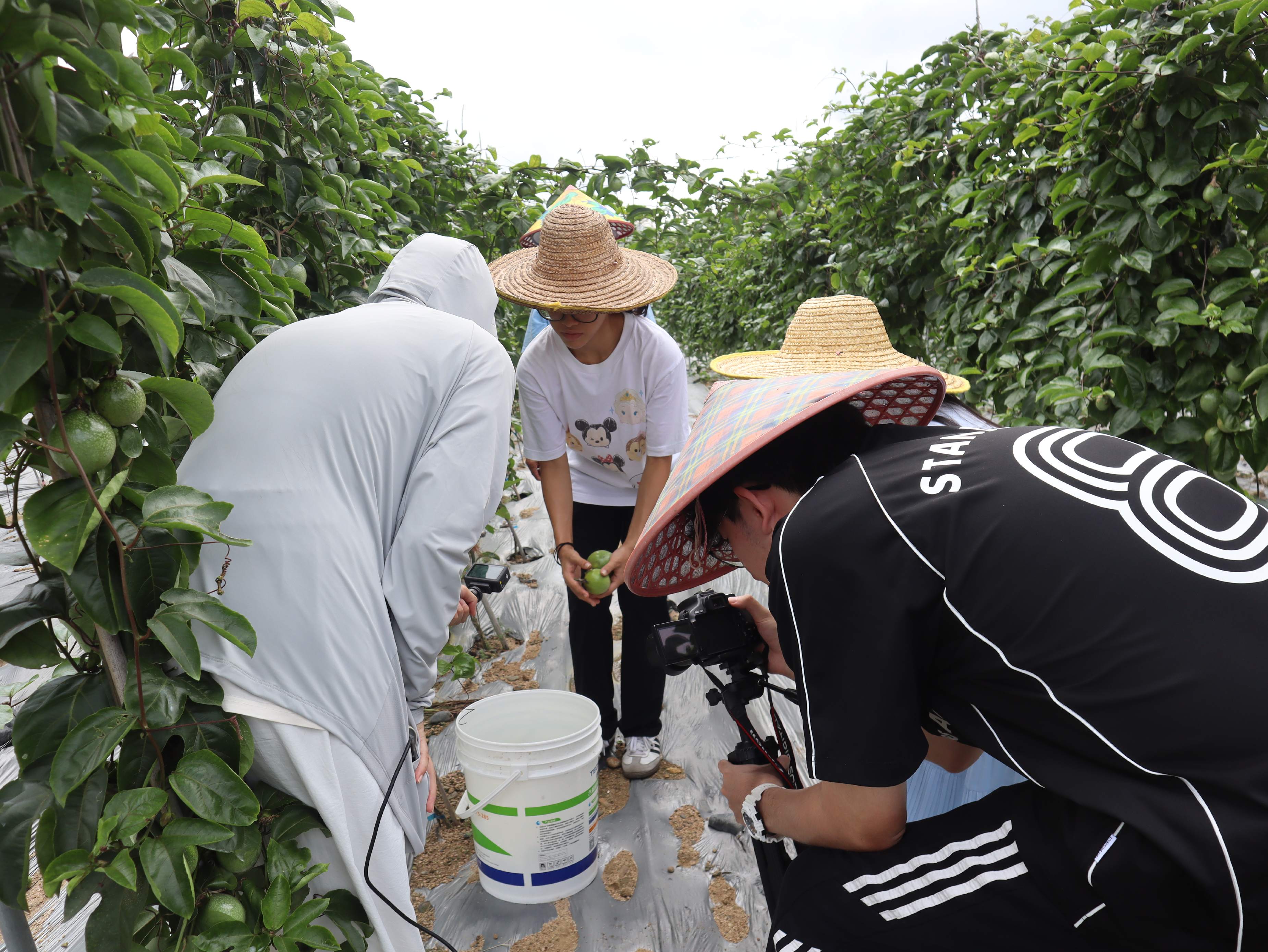 实践团成员于百香果园拍摄宣传短视频