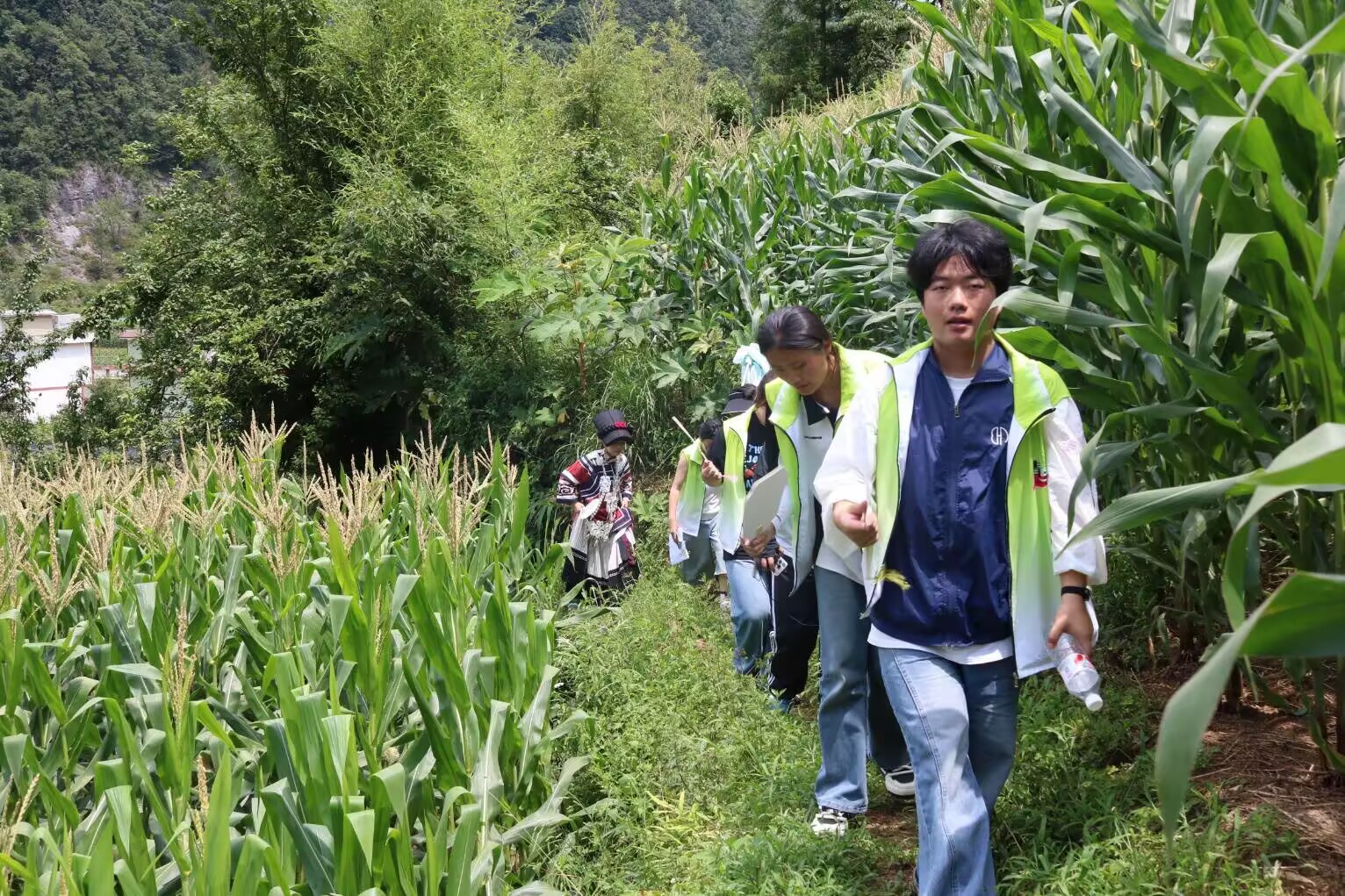 图为队员走进村寨玉米田地，深入田间地头开展生态农业实地调研。屈小磊供图 ...
